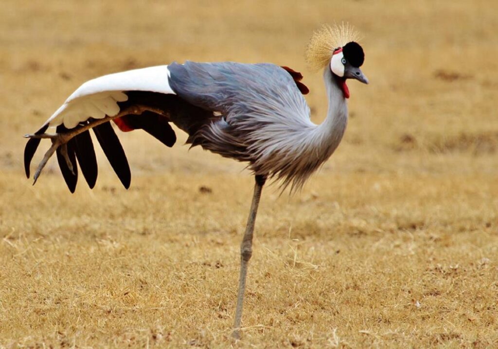 gray-crowned-crane-279899