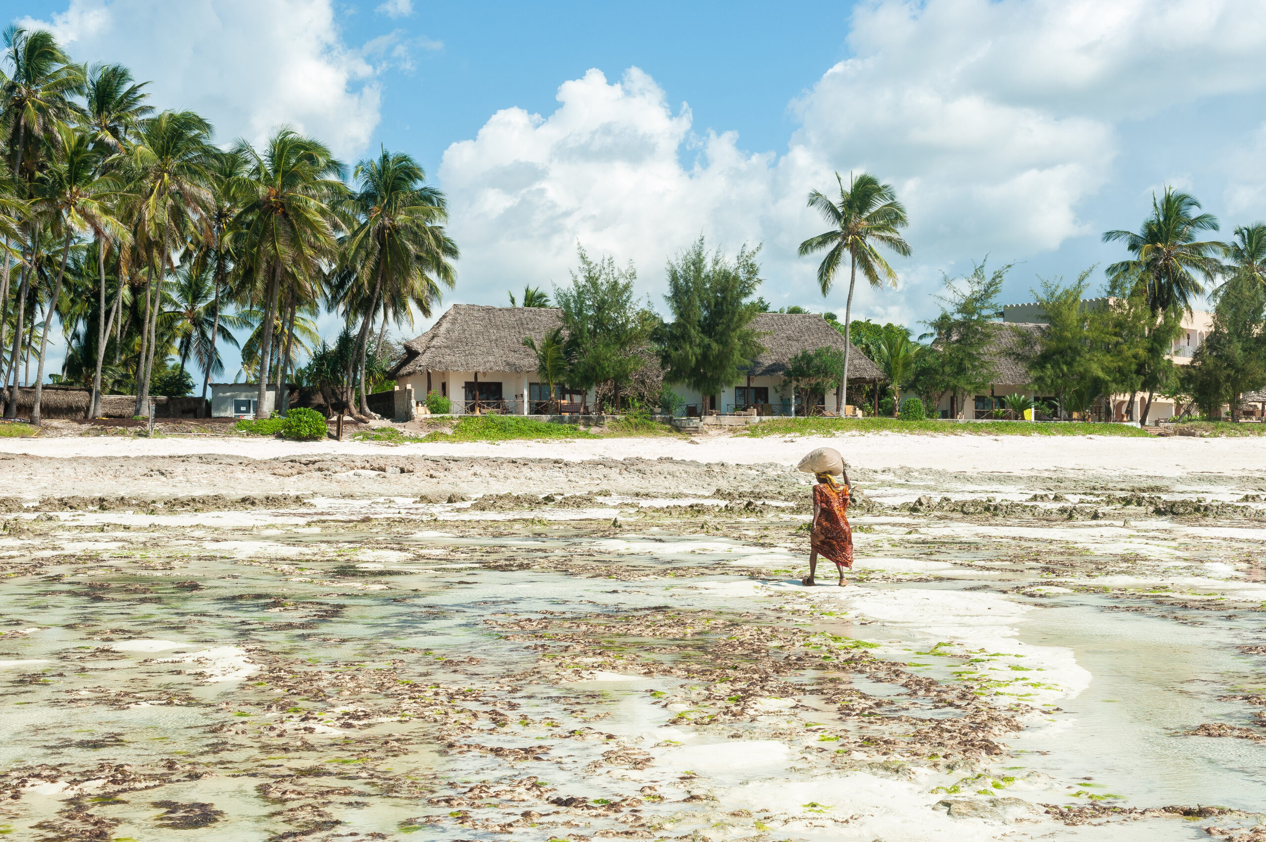 Local woman collects algae in the ocean on the island of Zanzibar, Jambiani beach. The life and work of local residents.