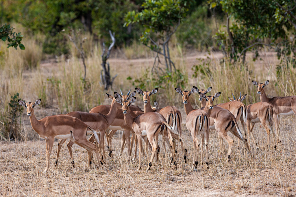 impala-antelopes-in-the-kruger-national-park-sout-2025-10-13-10-34-54-utc