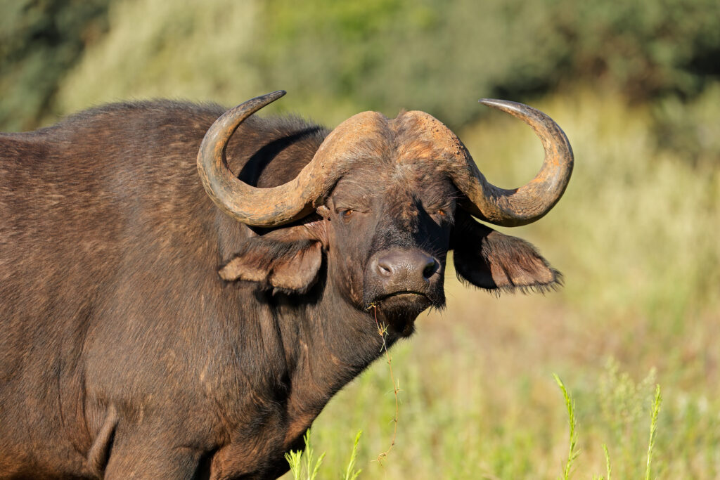 Portrait of an African or Cape buffalo (Syncerus caffer), Mokala National Park, South Africa