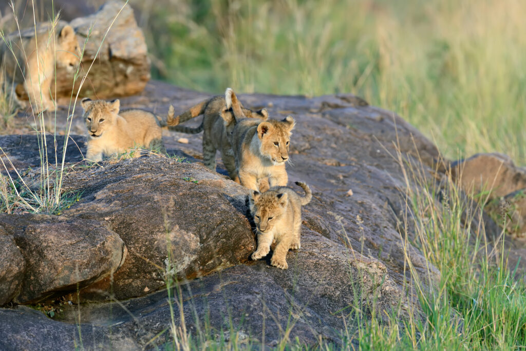 African Lion cub in National park of Kenya, Africa