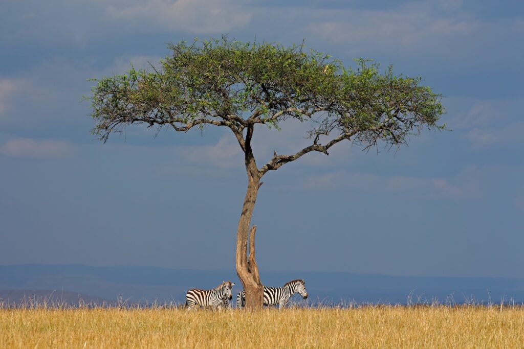 Plains zebras (Equus burchelli) and tree in grassland, Masai Mara National Reserve, Kenya