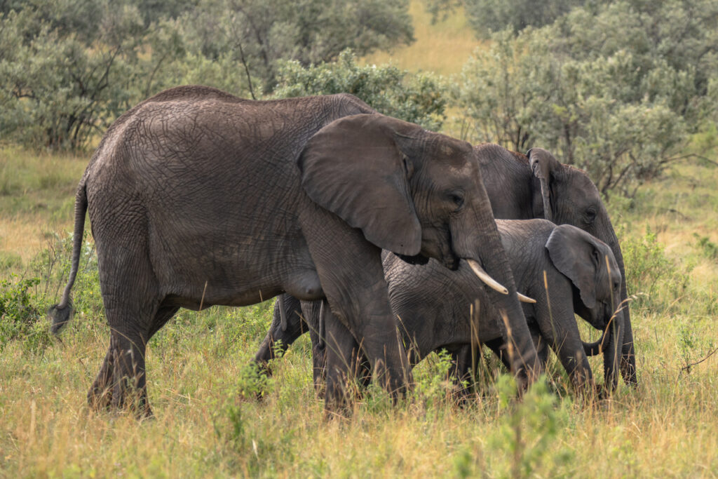 a-heard-2026-01-05-05-39-41-utc