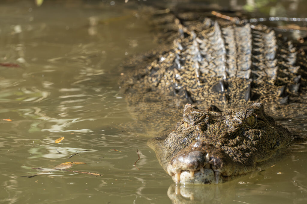 Australian saltwater crocodile emerging from water with a toothy grin. Wildlife Conservation Concept.