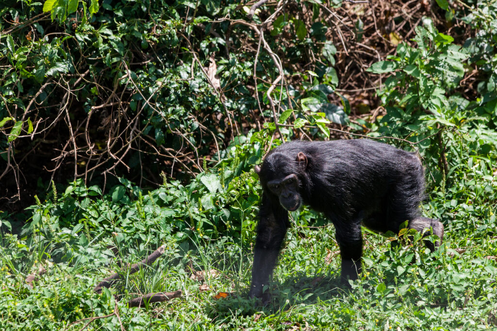 chimpanzee-in-ngamba-island-chimpanzee-sanctuary-2026-01-09-14-44-27-utc