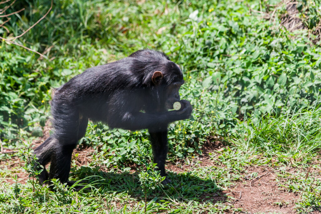 chimpanzee-in-ngamba-island-chimpanzee-sanctuary-2026-01-09-15-03-13-utc
