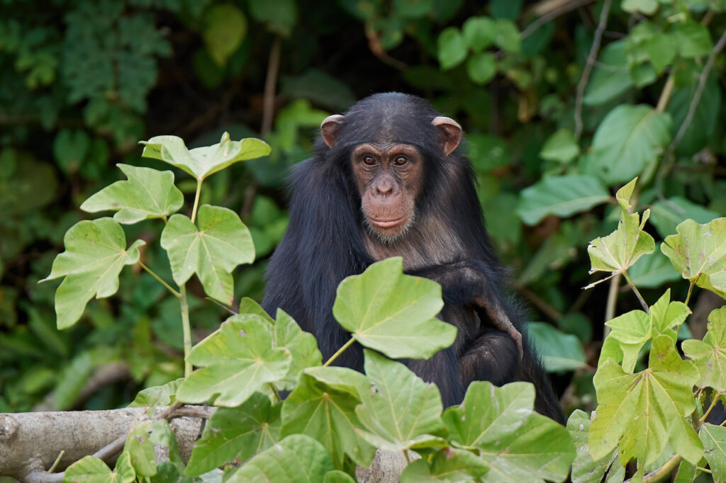 Chimpanzee in its natural habitat on Baboon Islands in The Gambia