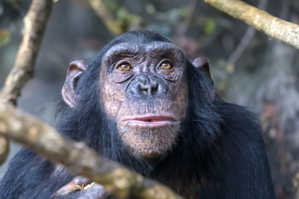 Chimpanzee (Pan troglodytes) close up view