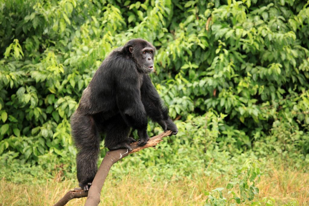 Chimpanzee Sanctuary, Game Reserve - Uganda, East Africa