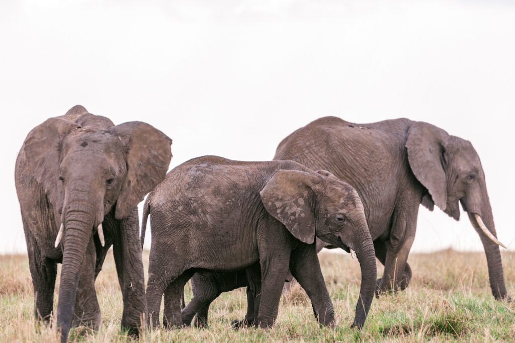 African Elephants Calf Big Five Wildlife Wild Animals Savannah Grassland Wilderness Great Rift Valley Maasai Mara National Game Reserve Park Narok County Kenya East Africa Landscapes