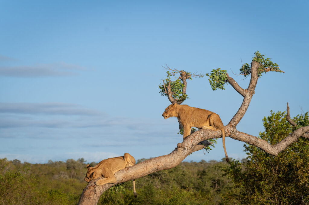 Lion cubs, Panthera leo, playing in a tree.