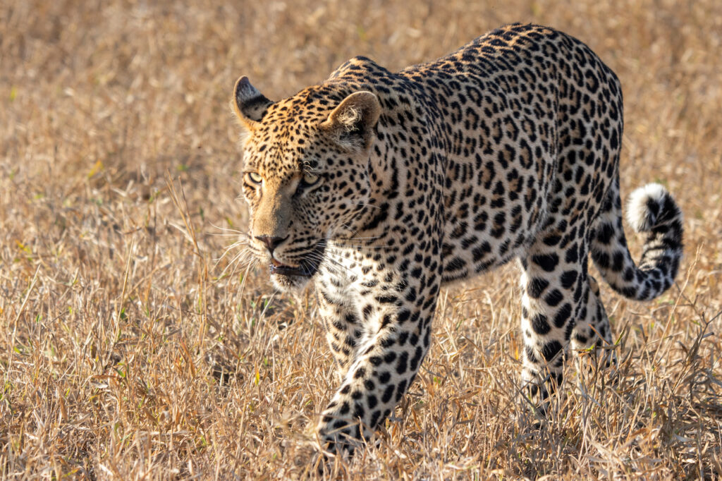 Male Leopard, Panthera pardus, walking through grass.