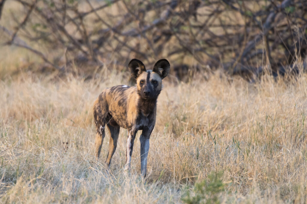 Portrait of an african wild dog (Lycaon pictus), Savuti marsh, Chobe National Park, Botswana