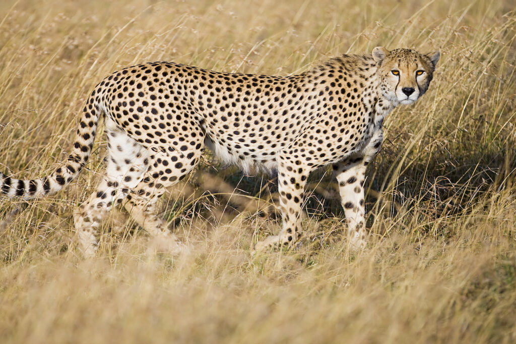 Wild African Cheetah hunting in savanna