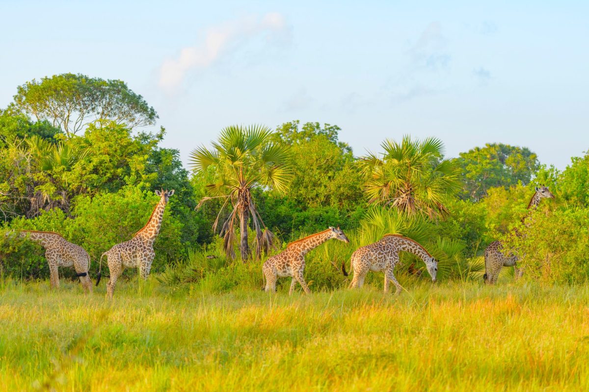 giraffes-in-safari-park-in-tanzania-2025-02-21-04-56-59-utc