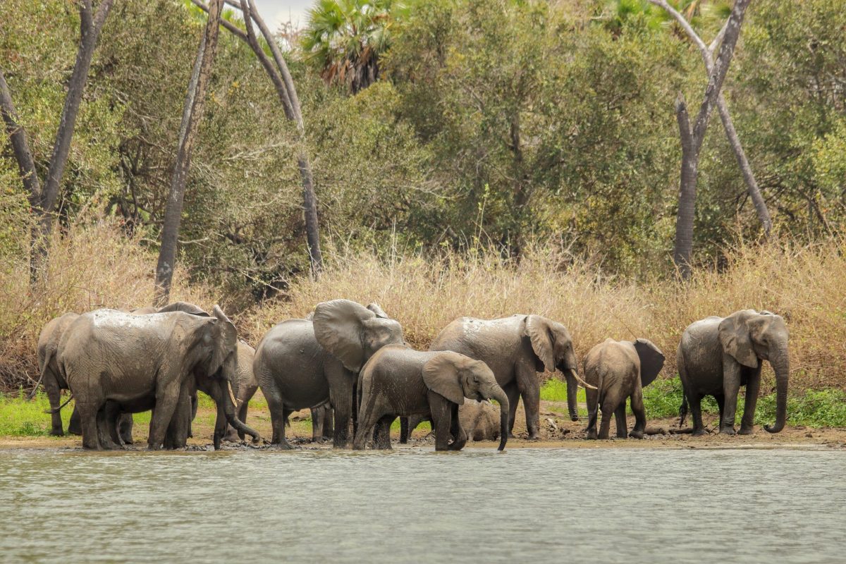A herd of elephants in the safari of Tanzania, Selous Game Reserve