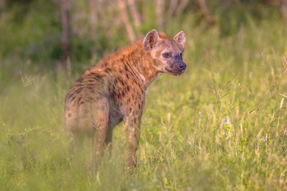 Spotted hyena (Crocuta crocuta) scavenger looking backward in green grass under morning light.