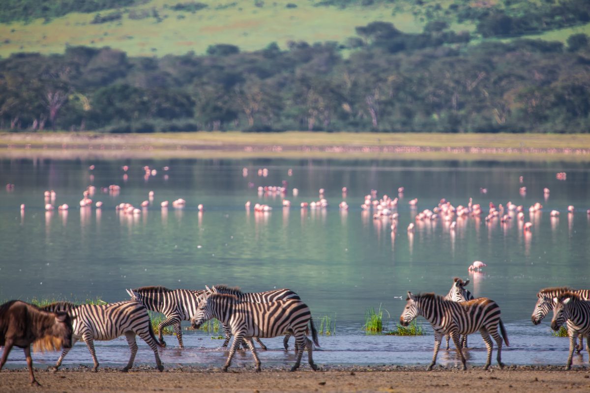 zebras-and-wildebeests-in-the-ngorongoro-crater-t-2025-10-11-15-30-33-utc