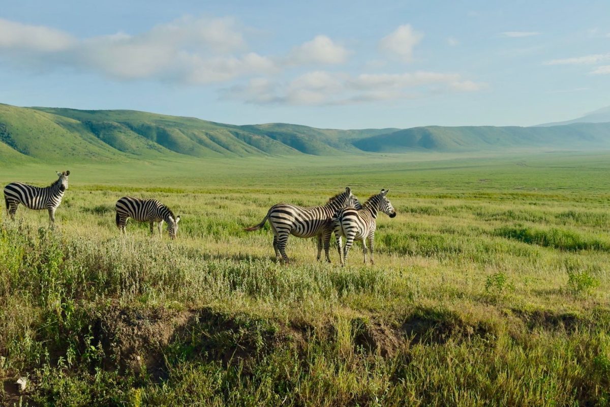 The zebras grazing in the lush green plains of Ngorongoro Crater, Tanzania under a clear blue sky