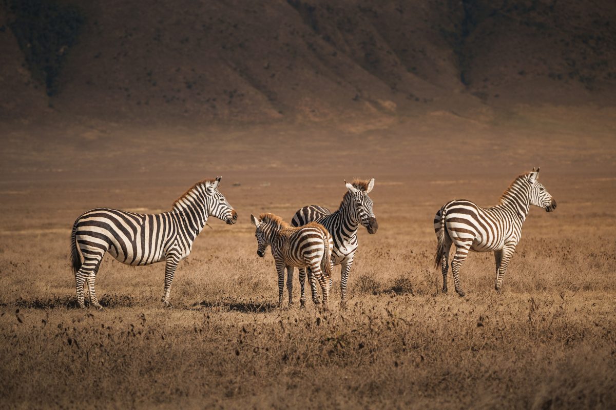 Four zebras are grazing in the dry grass of the ngorongoro crater, a unesco world heritage site in tanzania, africa