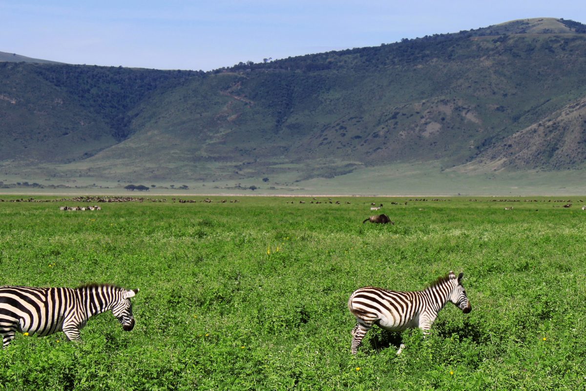 zebras-in-the-ngorongoro-crater-tanzania-2025-10-12-23-37-46-utc
